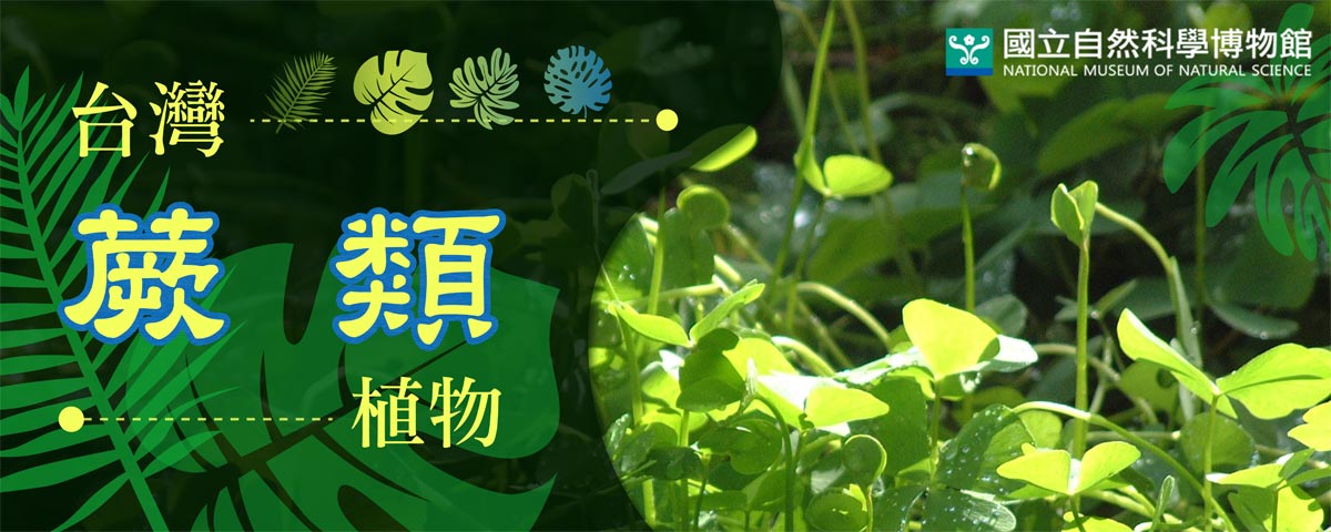 台灣蕨類植物