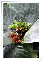 女王鹿角蕨生長點旁的營養孢子葉邊緣為鋸齒狀