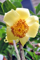 圖2:中東金花茶的黃色花朵