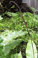 圖2:萊蕨的繁殖葉