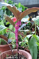 圖1:熱帶雨林溫室中展示的舞花薑