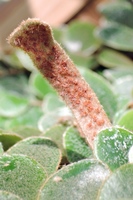 圖2:圓葉石葦的孢子囊群長在長形葉片上