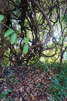 圖1:本館季風雨林區的猿尾藤植株與嫩梢