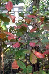 圖1:植物園中變色的欖仁樹