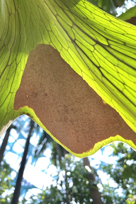 孢子葉葉背成熟的孢子囊群。