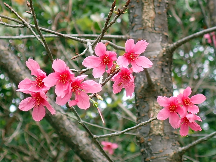 盛開的山櫻花花朵
