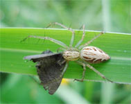斜紋貓蛛在葉片上捕食昆蟲