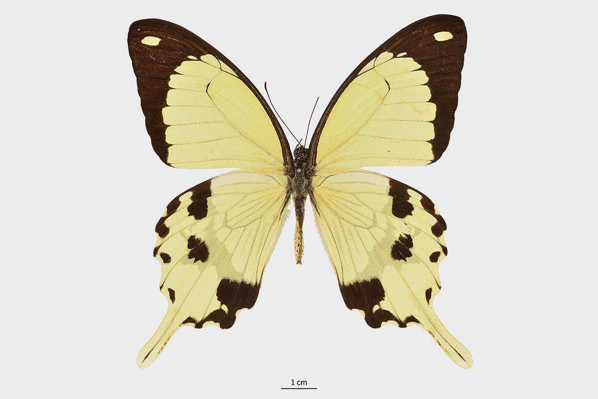 非洲白鳳蝶