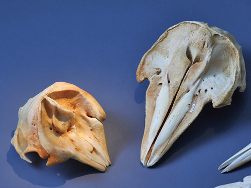 左：侏儒抹香鯨，右：花紋海豚