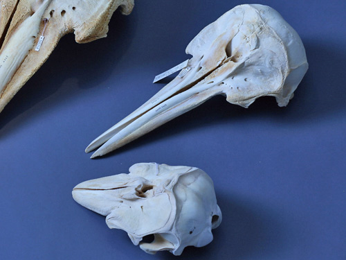 上：熱帶斑海豚，下：露脊鼠海豚